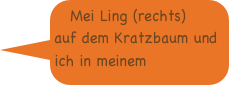 Mei Ling (rechts) auf dem Kratzbaum und ich in meinem Koerbchen.